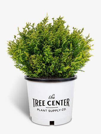 Cream Ball Sawara Cypress