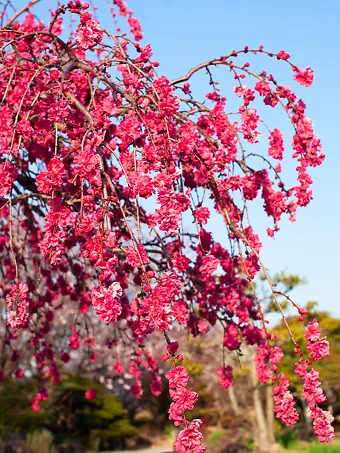 Crimson Cascade Weeping Peach