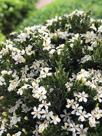 Daisy Duke™ Gardenia