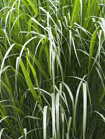 Dallas Blues Switch Grass