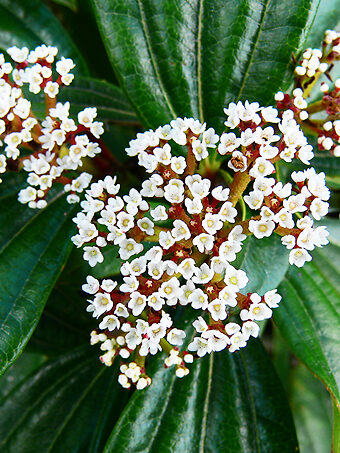 David Viburnum