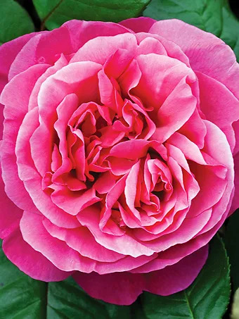 Dee-Lish® Rose - Tree Form