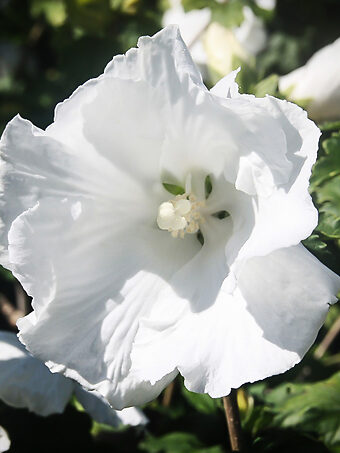 Diana Hardy Hibiscus