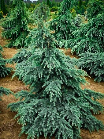 Divinely Blue Deodar Cedar