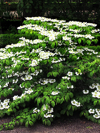 Shasta Doublefile Viburnum