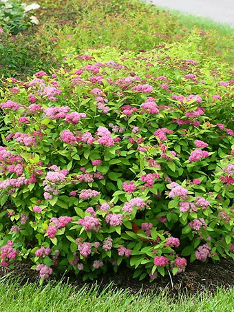 Double Play™ Big Bang Spirea
