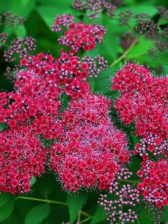 Double Play™ Red Spirea