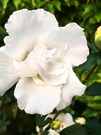 Double White Hibiscus