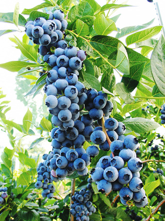 Duke Blueberry