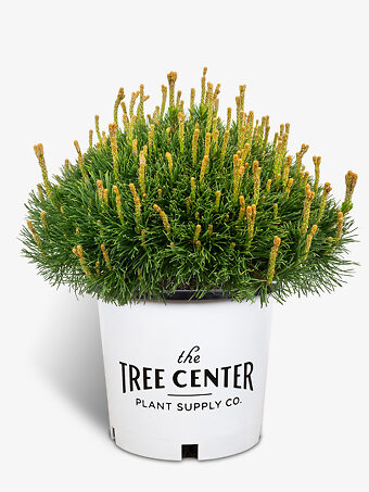 Dwarf Mugo Pine