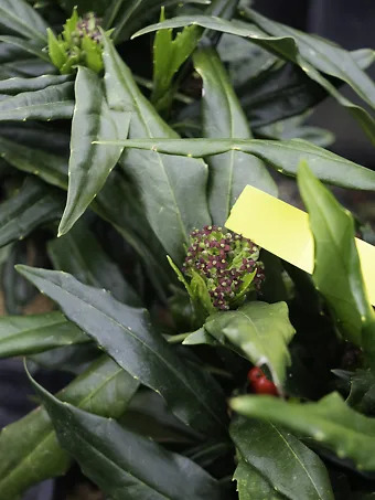 Dwarf Green Aucuba