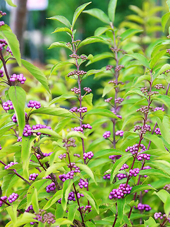 Early Amethyst Beautyberry