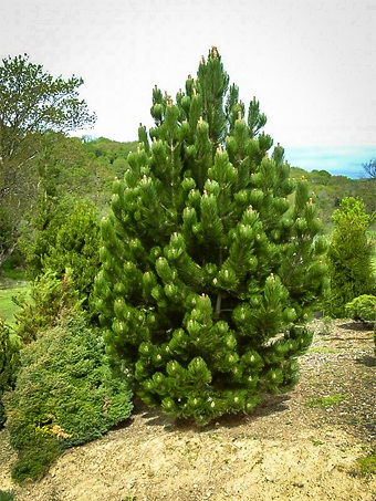 Eastern White Pine