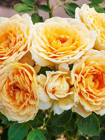 Edith's Darling Miniature Rose Tree