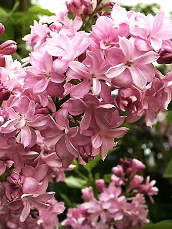 Edward Gardner Lilac