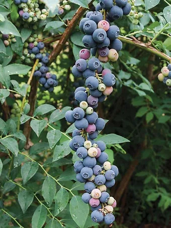 Elliot Blueberry