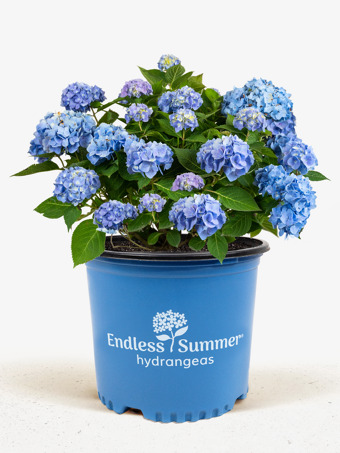 Endless Summer® Hydrangea