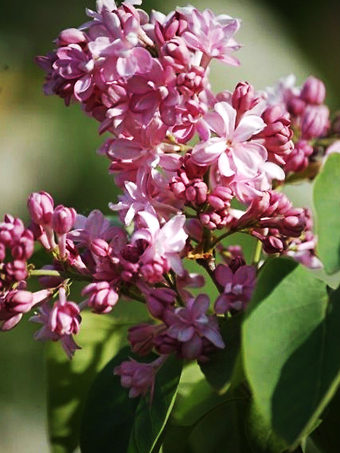 Edward J. Gardner Lilac