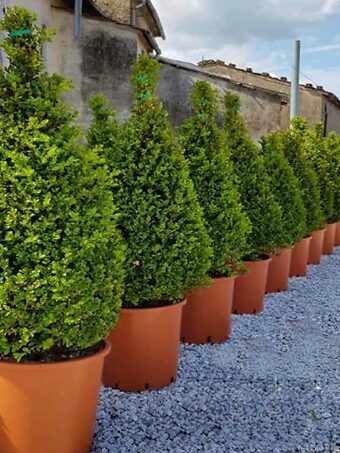 Faulkner Boxwood