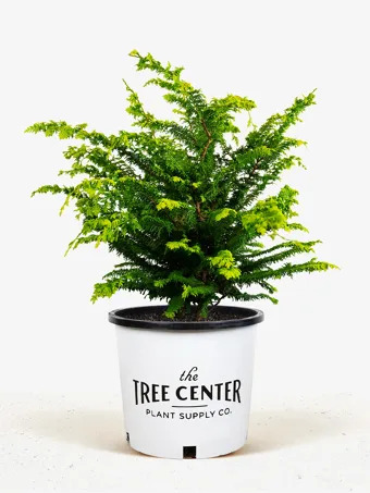 Fernspray Gold Hinoki Cypress