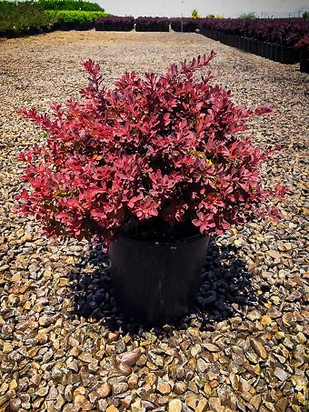 Fireball Japanese Barberry