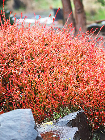 Firefly Scotch Heather