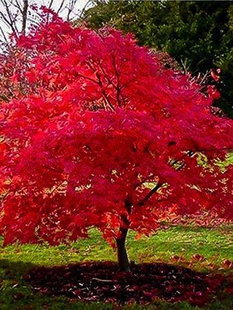 Flame Amur Maple