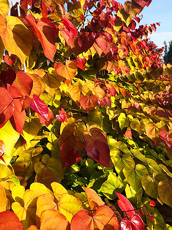 Flame Thrower® Redbud