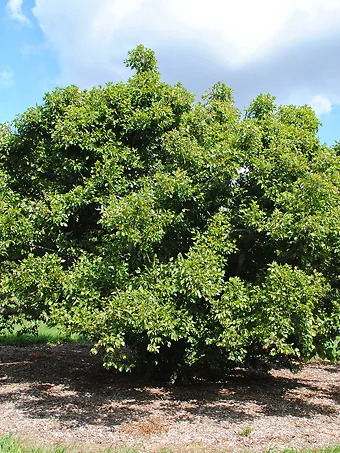 Fox Valley® River Birch