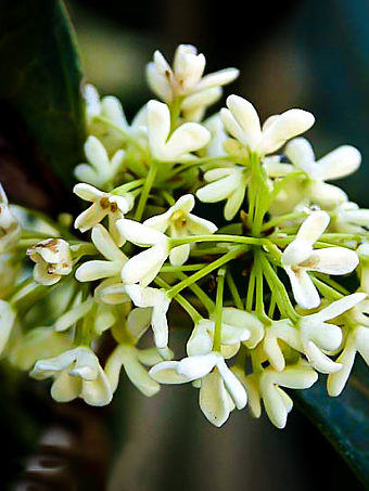 Fragrant Tea Olive