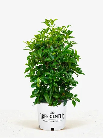 Fruitland Fortune's Osmanthus