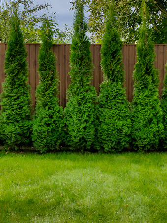 Full Speed A Hedge® American Pillar Arborvitae