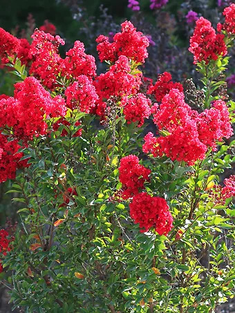 Garnet Queen™ Emerald Empire® Crape Myrtle