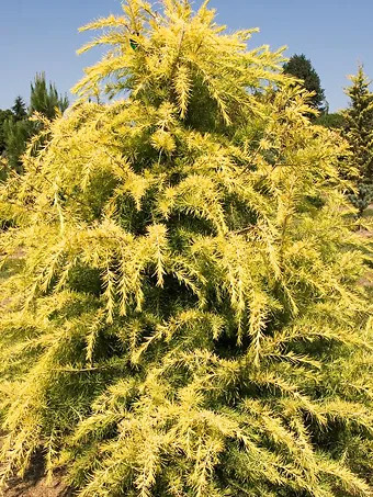 Gold Cone Deodar Cedar