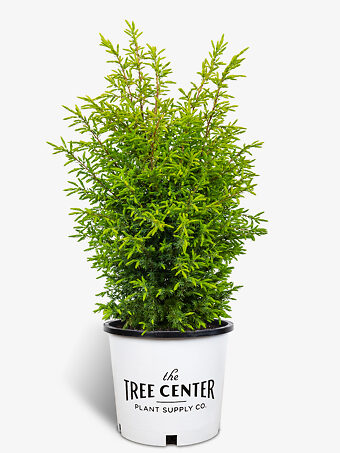 Gold Cone Juniper