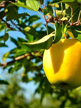Golden Delicious Apple Tree