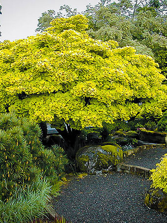 Golden Full Moon Japanese Maple