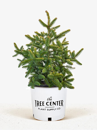 Golden Spanish Fir