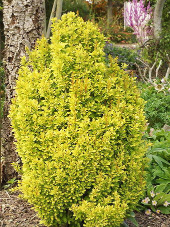 Golden Torch Barberry