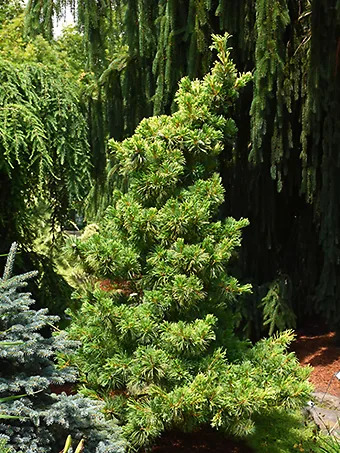 Goldilocks Japanese White Pine