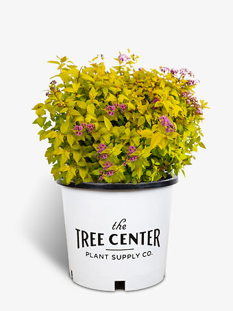 Goldmound Spirea