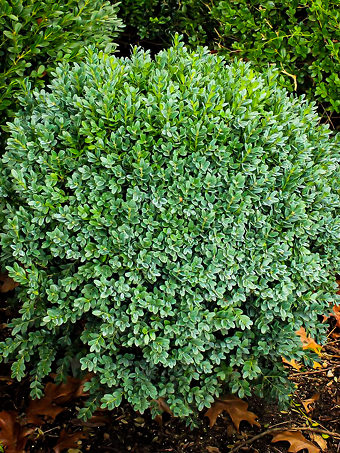 Green Ice Boxwood