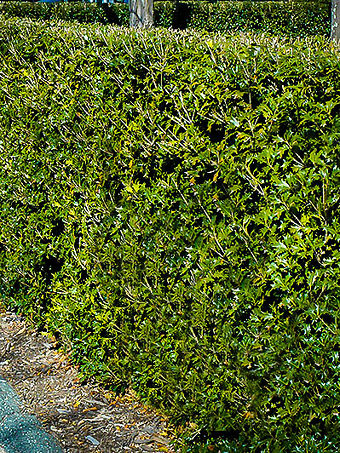 Gulftide Osmanthus