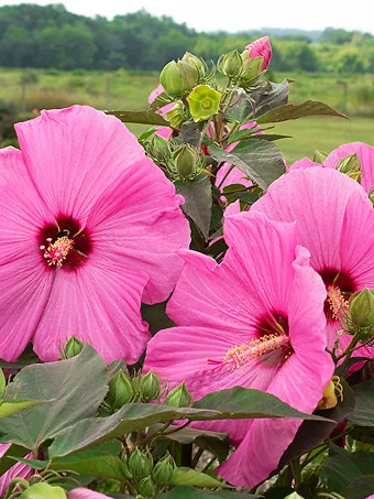 Head Over Heels® Adore™ Hibiscus