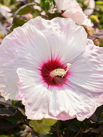 Head Over Heels® Blush Hibiscus