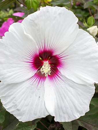 Head Over Heels® Dream™ Hibiscus