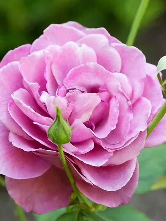 Heirloom Rose - Tree Form