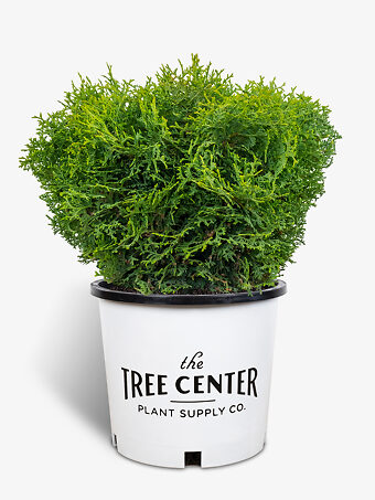 Hetz Midget Arborvitae