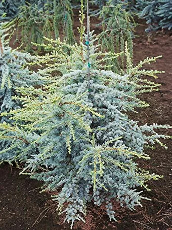 Horstmann Atlas Cedar