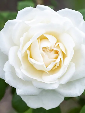 Icecap™ Rose - Tree Form